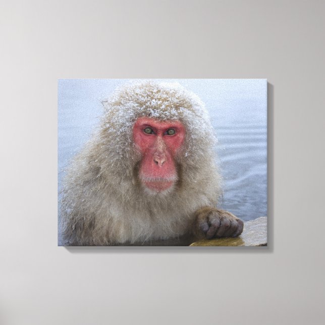 Toile Singe des neiges japonais au printemps chaud (Recto)