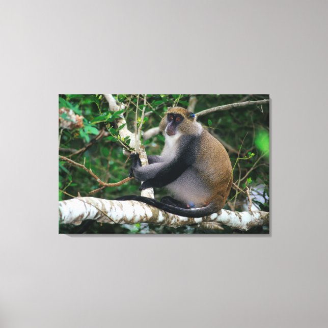 Toile Singe samango à oreilles marquées (Recto)