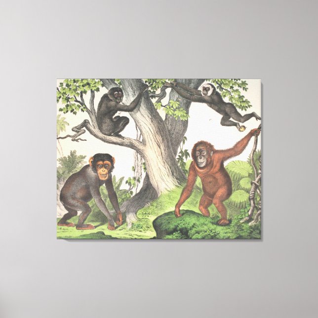 Toile Singes antiques dans la jungle Imprimer (Recto)