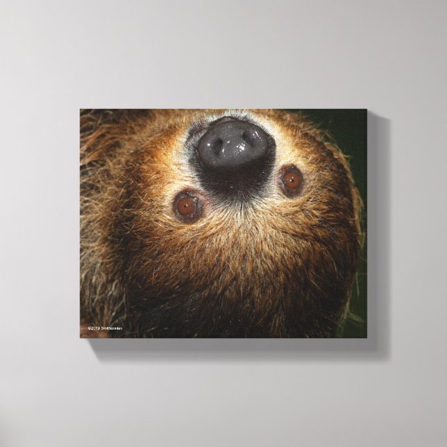 Toile Sloth à deux doigts du Sud (Recto)