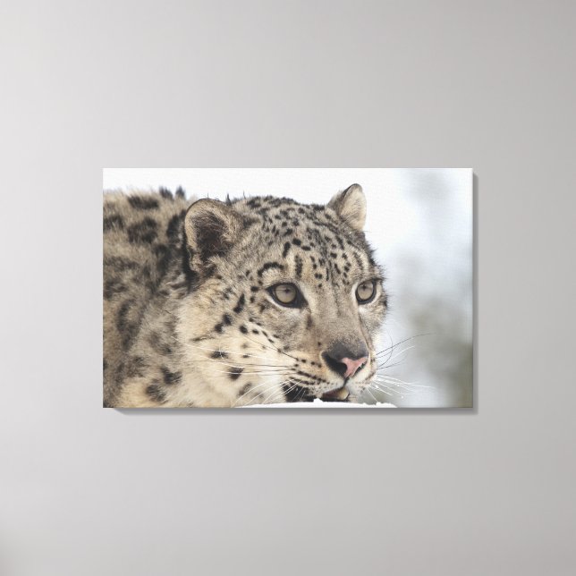 Toile Snow leopard (Uncia uncia) (Recto)