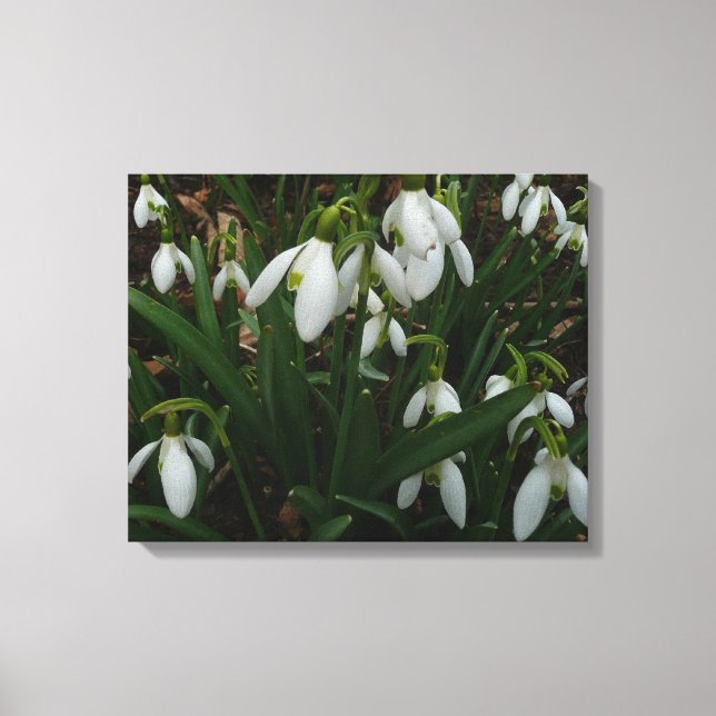 Toile Snowdrops I (Recto)