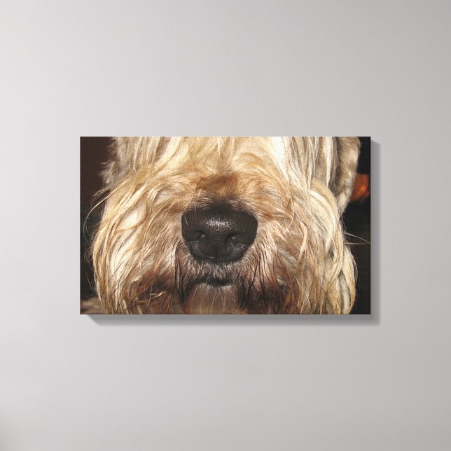 Toile soft coated wheaton terrier.png (Recto)