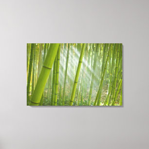 Toile Soleil matinal filtrant à travers le bambou