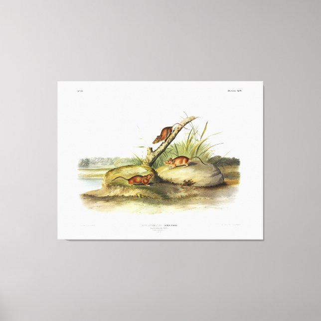 Toile Souris couleur orange (Souris dorée) par Audubon (Recto)