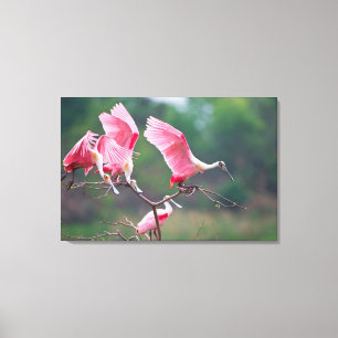 Toile Spatules rosées (Ajaia Ajaja) à l'atterrissage