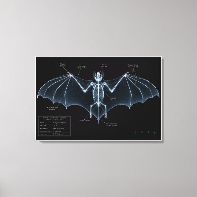 Toile Spécimen de musée de squelette de chauve-souris au (Recto)