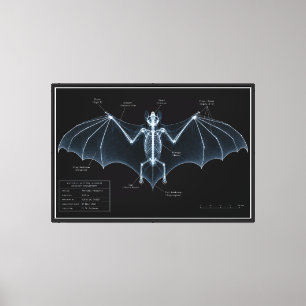 Toile Spécimen de musée de squelette de chauve-souris au
