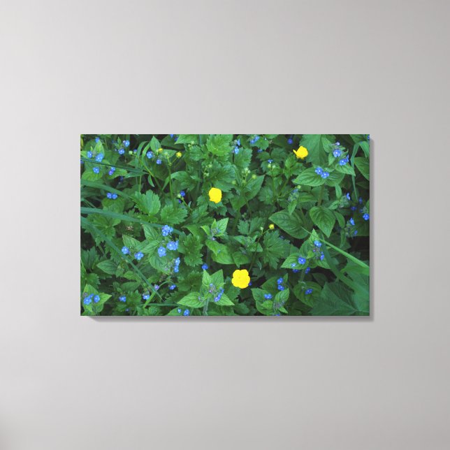 Toile Speedwell et Buttercups (Recto)