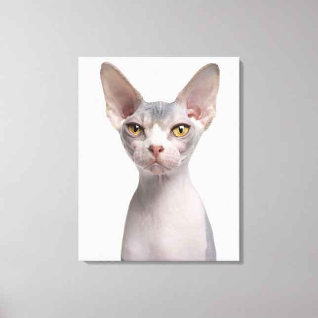 Toile Sphynx (7 months old) (Recto)