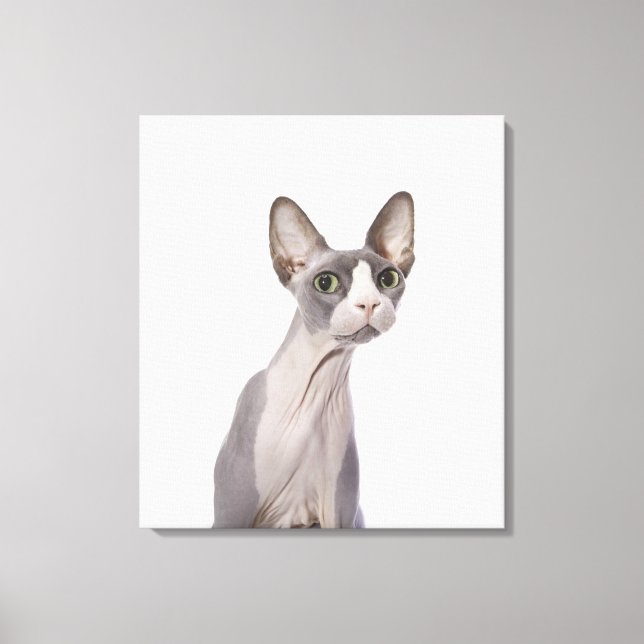 Toile Sphynx Cat with surprised expression (Recto)