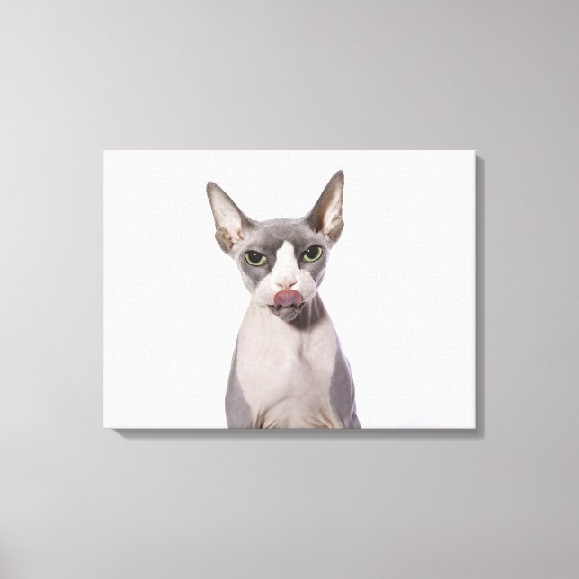 Toile Sphynx Chat avec langue sortie (Recto)