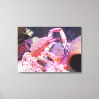 Spider crab