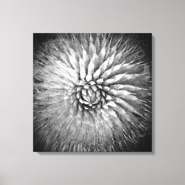 Toile Spikes d'Agave Noir et Blanc Sud-Ouest (Recto)