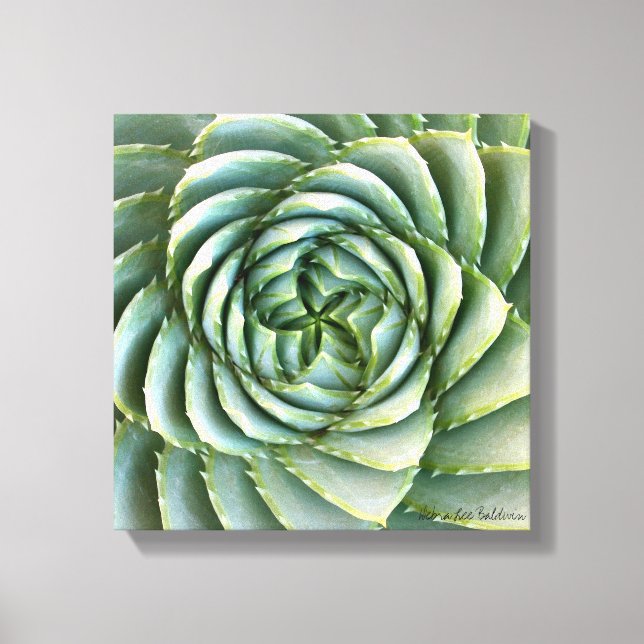 Toile Spiral Aloe photo de Debra Lee Baldwin (Recto)