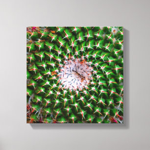 Toile Spirale de Cactus