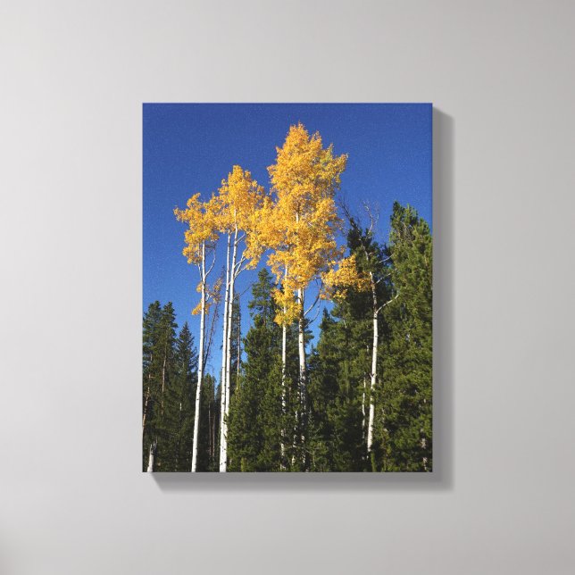 Toile Splendor d'automne dans les arbres d'Aspen (Recto)