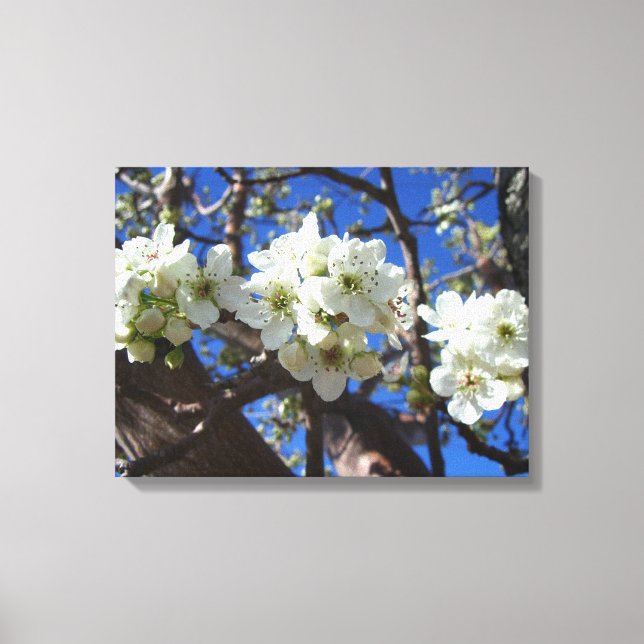 Toile Spring Flowering Pear Tree (Recto)