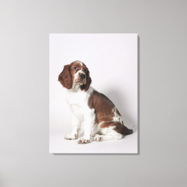 Toile Springer spaniel (Recto)