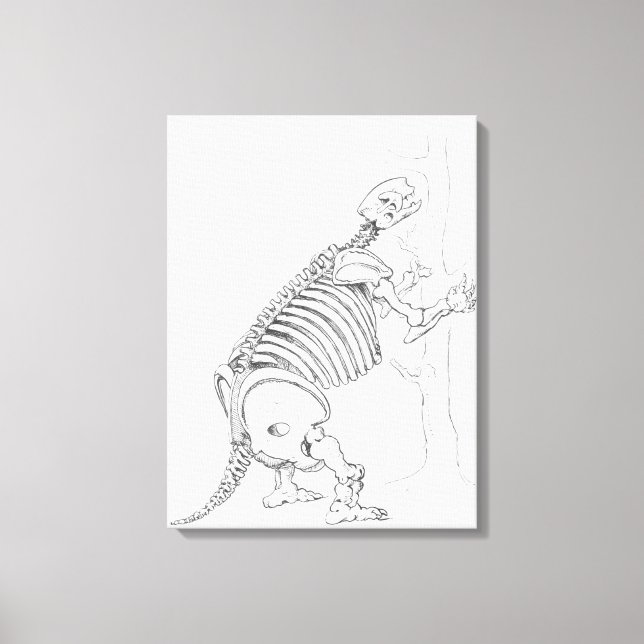 Toile Squelette d'un Mylodon (Recto)