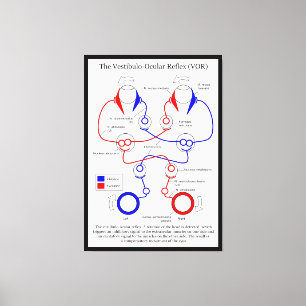 Toile Stabilisation du mouvement oculaire Vestibulo Ocul