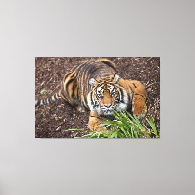 Toile Stalking Bengale Tiger Closeup Pose Canvas Art (Recto)