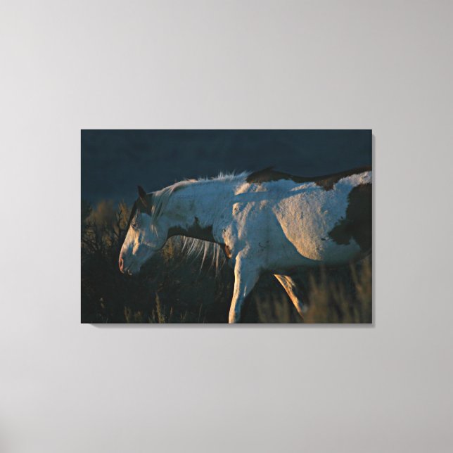 Toile Stallion Casquette de Shaman "Into the Light" (Recto)