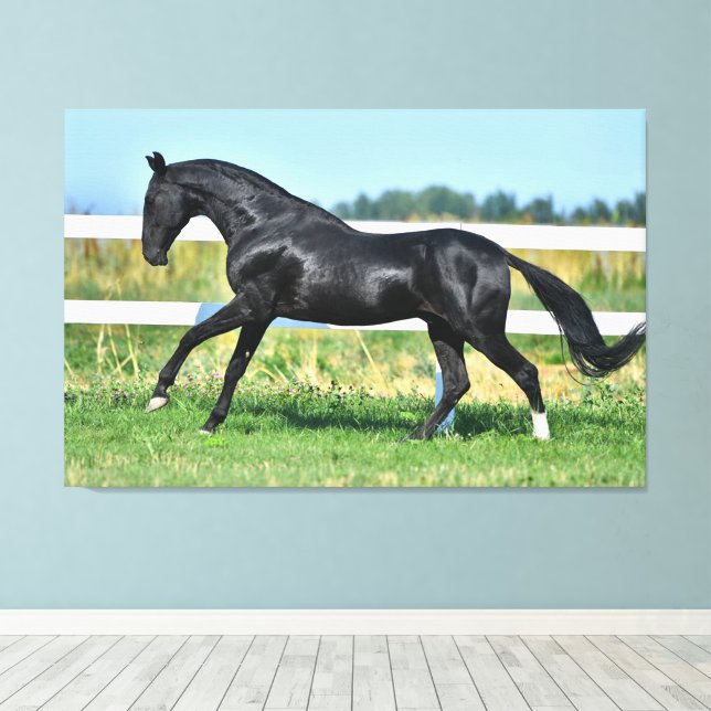 Toile Stallion de thé Akhal noir galopant paddock clôtur (Insitu (Plancher de Bois))