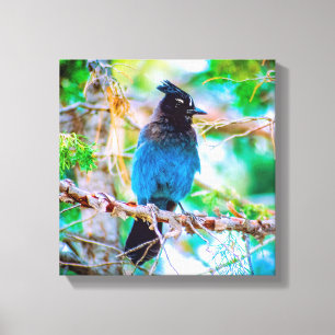 Toile Steller's Jay - Photographie originale