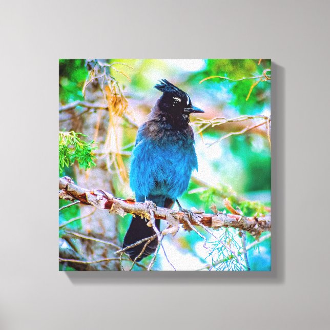 Toile Steller's Jay - Photographie originale (Recto)