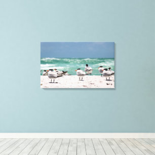Toile Sternes de Floride sur une plage de sable blanc de