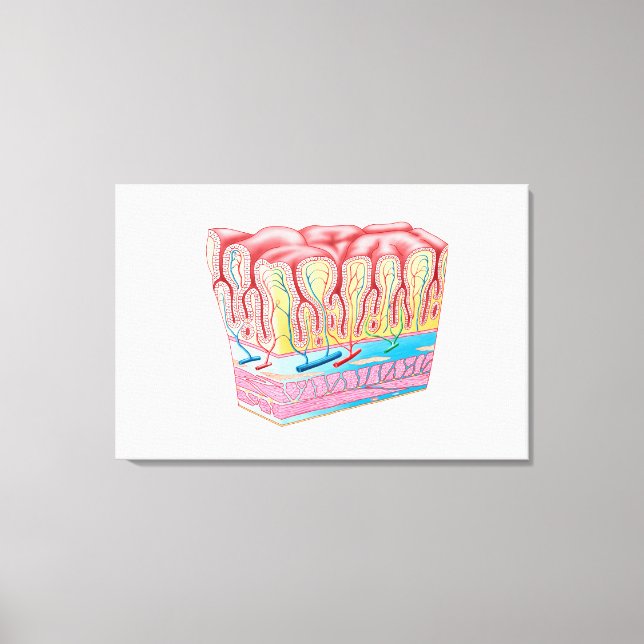 Toile Structure Et Couches Anatomiques Du Mur D'Estomac (Recto)