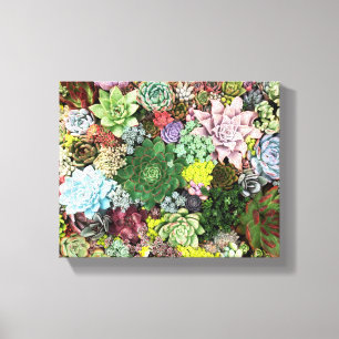 Toile Succulents colorés