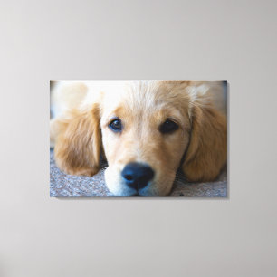 Toile Sucré, chiot doux