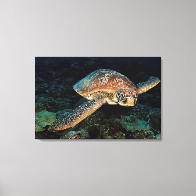 Toile Sulawesi | Tortue marine verte (Recto)