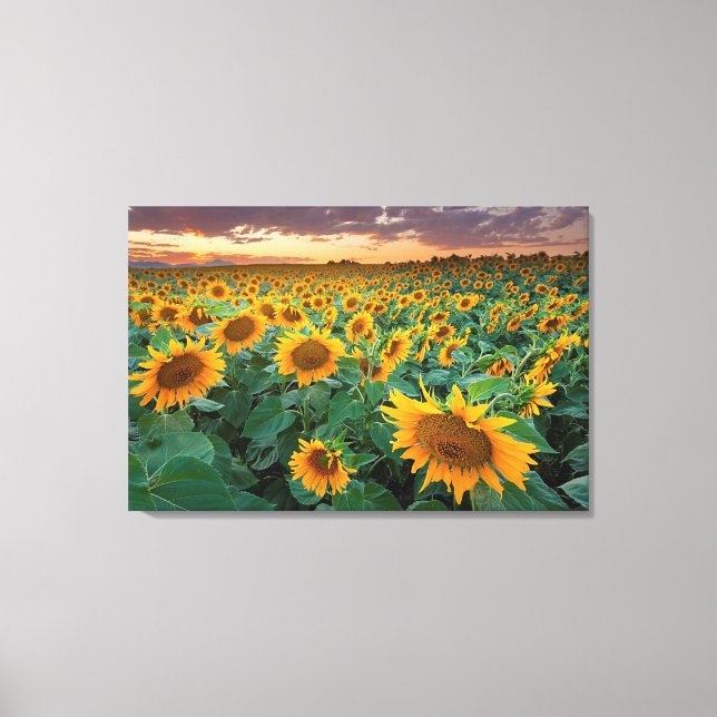 Toile Sunflower Field à Longmont, Colorado (Recto)