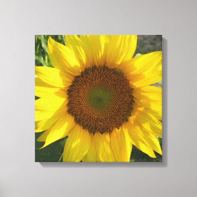 Toile Sunflower Stretched Canvas Print (Recto)