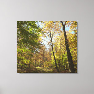 Toile Sunlit Fall Forest II Automne Paysage Photographie