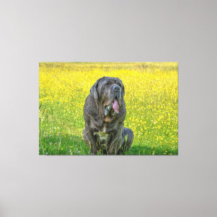 Toile Superbe Mastiff napolitain