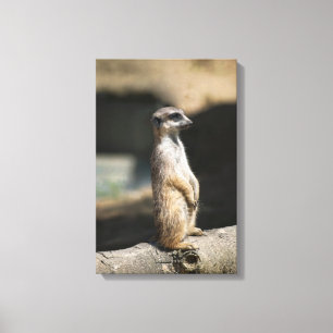 Toile Suricate