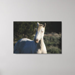 Toile Survivor ~ Wild Iconic Stallion de Steens Canvas