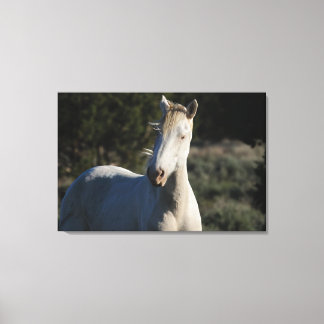 Toile Survivor ~ Wild Iconic Stallion de Steens Canvas