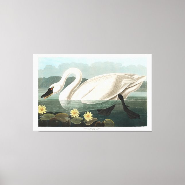 Toile Swan commun (Recto)