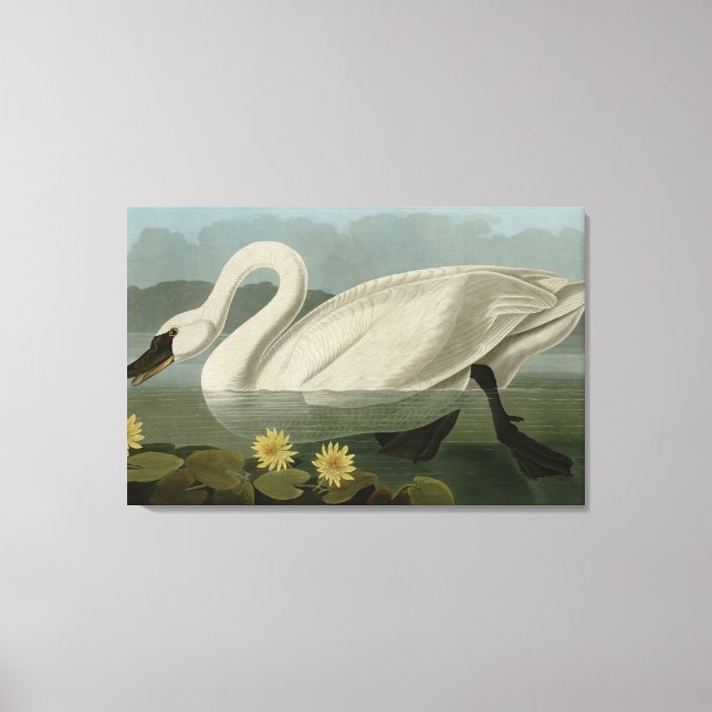 Toile Swan commun américain - Les oiseaux d'Amérique d'A (Recto)