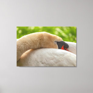 Toile Swan dormant