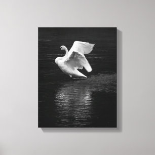 Toile Swan trompette b/w