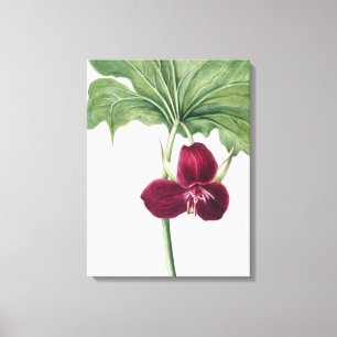 Toile Sweet Trillium Botanical Imprimer : Capturer la na