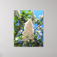 Syringa, Arbre à fleurs blanc Lilac
