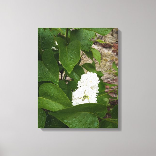 Toile Syringa, Fleur blanche Lilac avec gouttes de pluie (Recto)