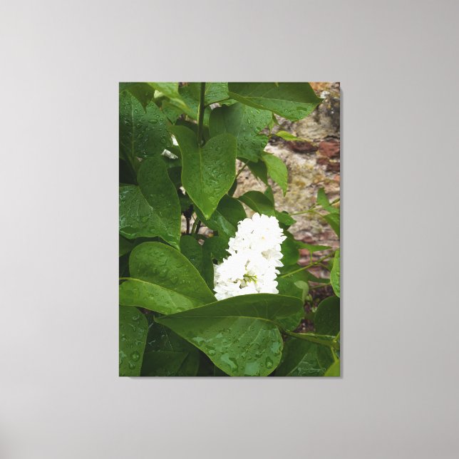Toile Syringa, Fleur blanche Lilac avec gouttes de pluie (Recto)